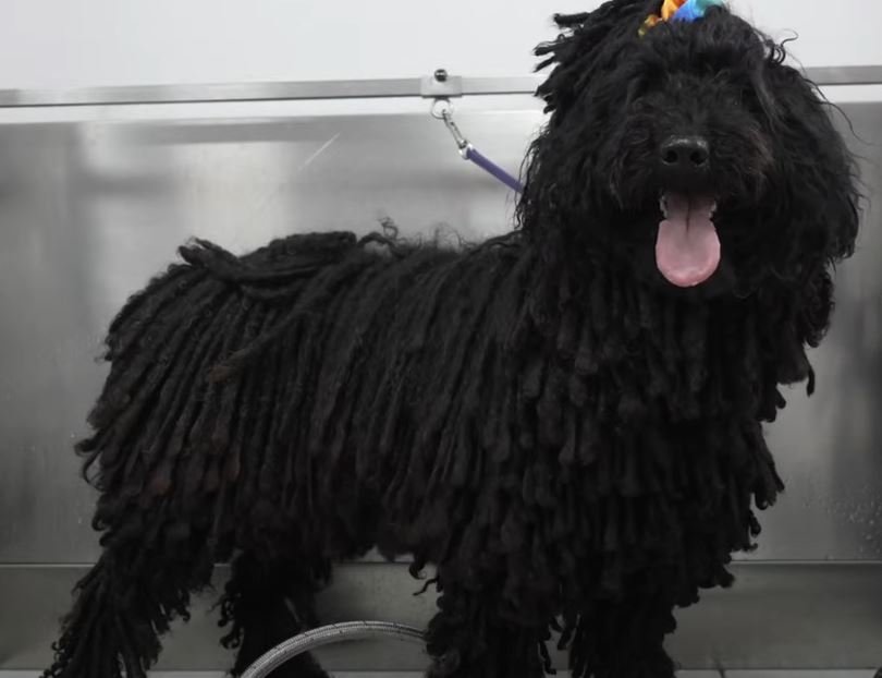 Dreadlocked Hungarian Herding Dog