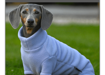 Equafleece Dog