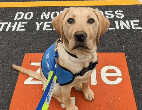 Guide Dog Puppy Raiser