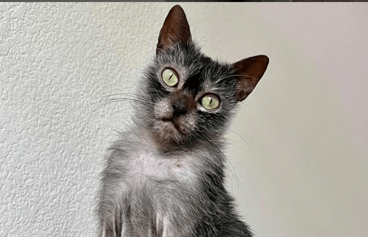 Lykoi Cat