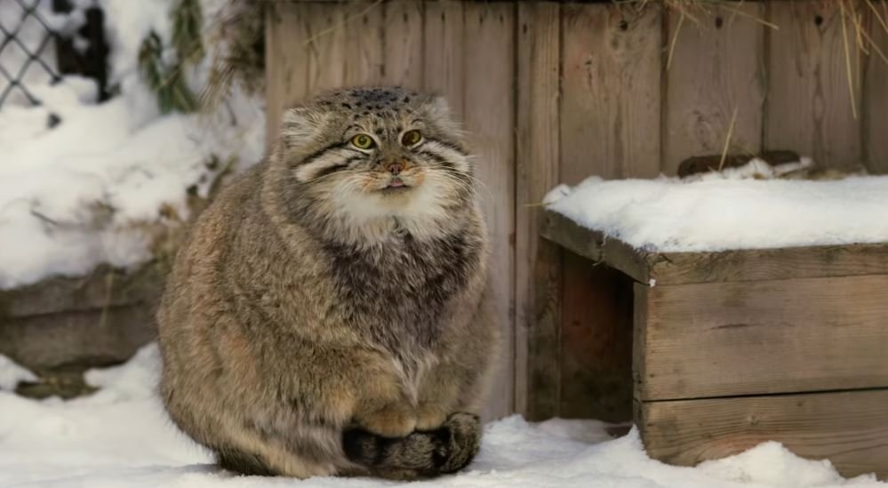 manul cat