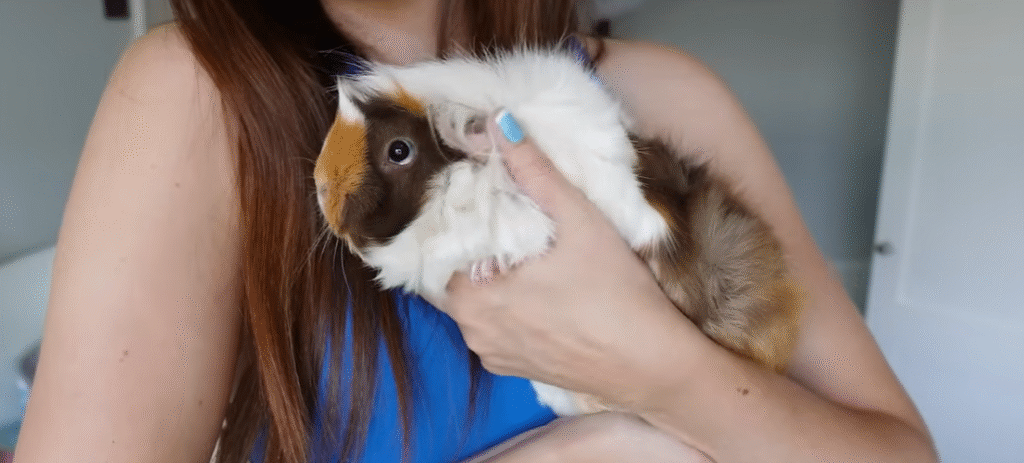 how to pick up a guinea pig how to pick up a guinea pig