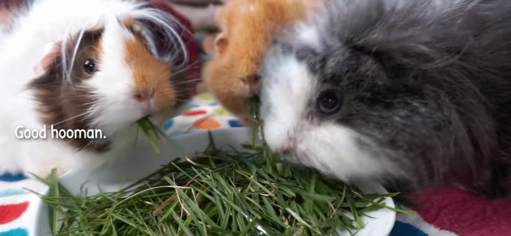 How to feed a guinea pig How to feed a guinea pig