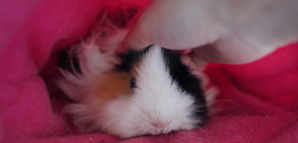 Guinea pig neutering Guinea pig neutering