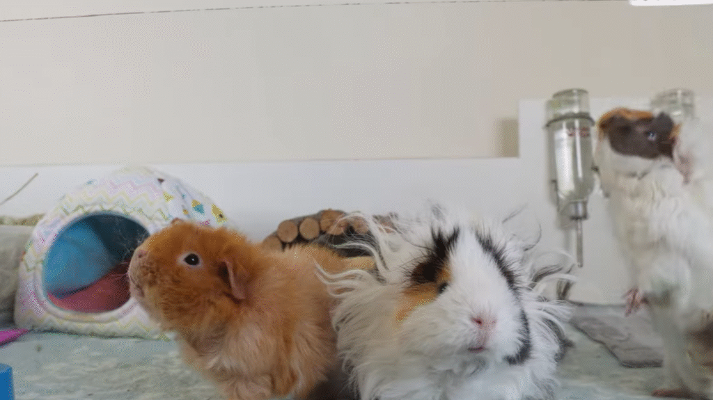 Guinea pig FAQS Guinea pig FAQS