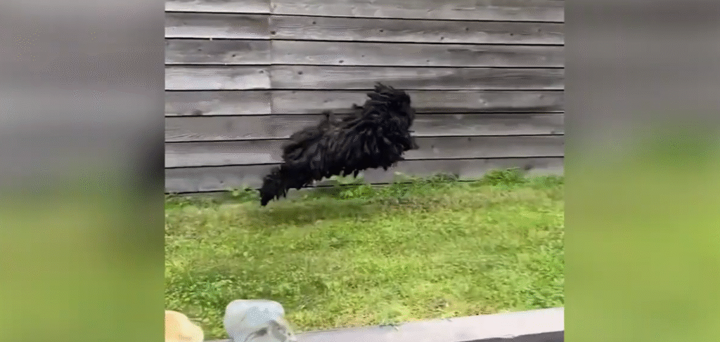 Puli hungarys dreadlocked herding marvel Puli hungarys dreadlocked herding marvel