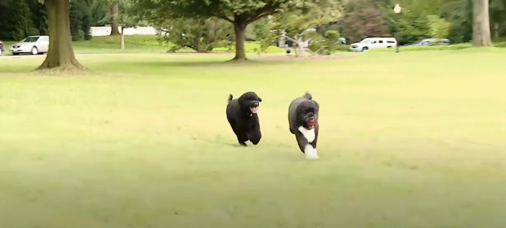 Famous presidents and their Pets